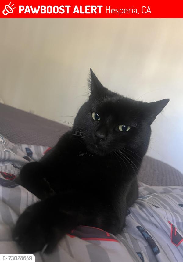 Lost Male Cat last seen Farmington St. Hesperia , Hesperia, CA 92344