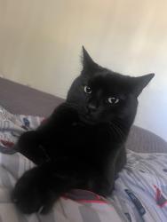 Lost Male Cat last seen Farmington St. Hesperia , Hesperia, CA 92344
