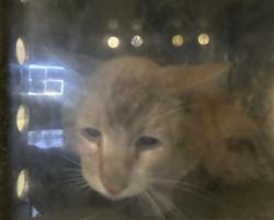 Shelter Stray Male Cat last seen , 1850 W 60th St, Los Angeles, CA 90047, USA