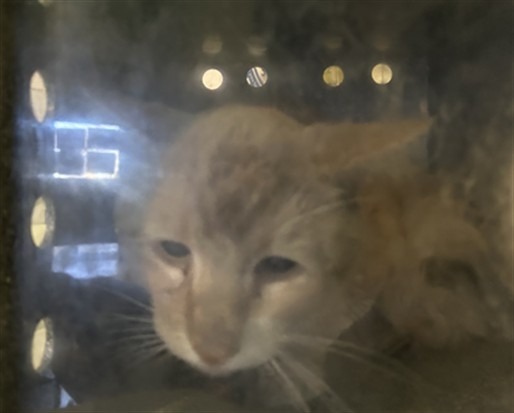 Shelter Stray Male Cat last seen , 1850 W 60th St, Los Angeles, CA 90047, USA