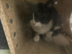 Shelter Stray Male Cat last seen , 1850 W 60th St, Los Angeles, CA 90047, USA