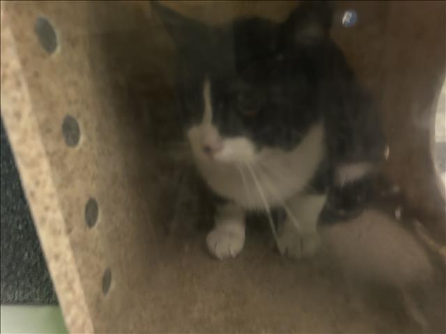 Shelter Stray Male Cat last seen , 1850 W 60th St, Los Angeles, CA 90047, USA