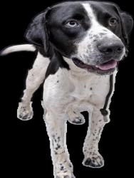 Shelter Stray Male Dog last seen , 3201 Lacy St, Los Angeles, CA 90031, USA