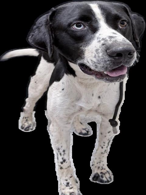 Shelter Stray Male Dog last seen , 3201 Lacy St, Los Angeles, CA 90031, USA