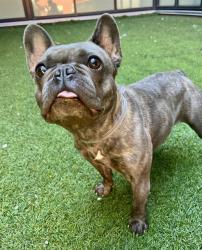 Shelter Stray Female Dog last seen GOUGH AND EDDY, 1419 Bryant St, San Francisco, CA 94103, USA