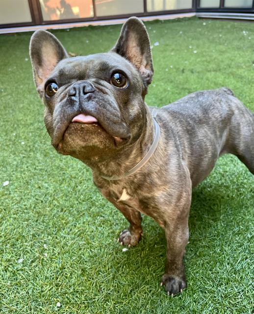 Shelter Stray Female Dog last seen GOUGH AND EDDY, 1419 Bryant St, San Francisco, CA 94103, USA