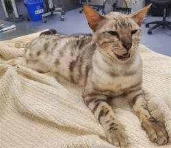 Shelter Stray Female Cat last seen HAIGHT @ BUENA VISTA EAST, 1419 Bryant St, San Francisco, CA 94103, USA