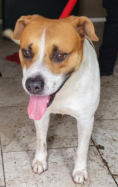 Shelter Stray Male Dog last seen Near BLOCK W SALINAS, 4710 TX-151, San Antonio, TX 78227, USA
