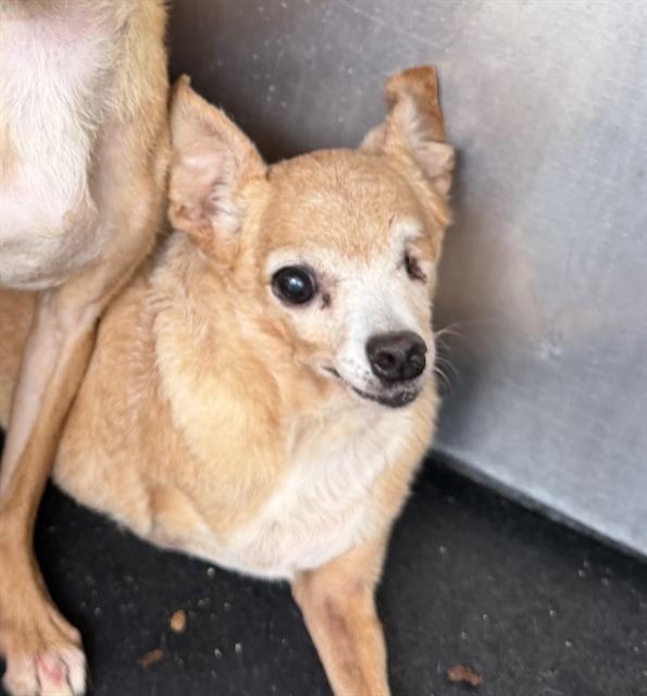Shelter Stray Female Dog last seen Near BLOCK W SALINAS, 4710 TX-151, San Antonio, TX 78227, USA
