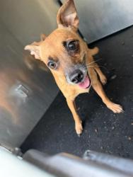 Shelter Stray Female Dog last seen Near BLOCK W SALINAS, 4710 TX-151, San Antonio, TX 78227, USA