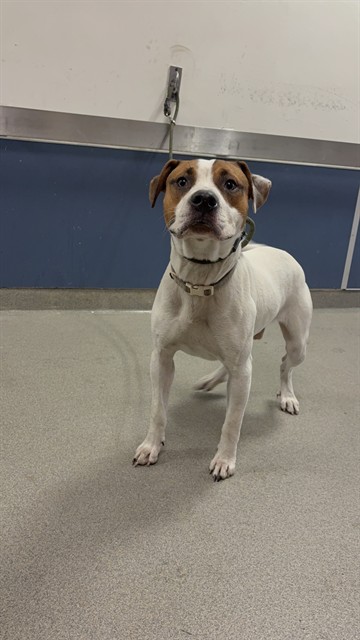 Shelter Stray Male Dog last seen Near BLOCK SW 216TH ST, 3599 NW 79th Ave, Doral, FL 33122, USA
