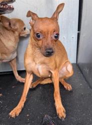 Shelter Stray Female Dog last seen Near BLOCK W SALINAS, 4710 TX-151, San Antonio, TX 78227, USA