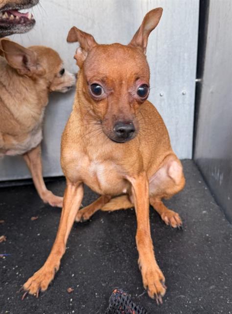 Shelter Stray Female Dog last seen Near BLOCK W SALINAS, 4710 TX-151, San Antonio, TX 78227, USA