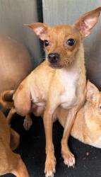 Shelter Stray Female Dog last seen Near BLOCK W SALINAS, 4710 TX-151, San Antonio, TX 78227, USA
