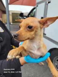 Shelter Stray Female Dog last seen Near BLOCK W SALINAS, 4710 TX-151, San Antonio, TX 78227, USA