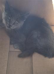 Shelter Stray Male Cat last seen , West Valley Animal Shelter, 20655 Plummer St, Chatsworth, CA 91311, USA