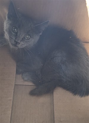 Shelter Stray Male Cat last seen , West Valley Animal Shelter, 20655 Plummer St, Chatsworth, CA 91311, USA