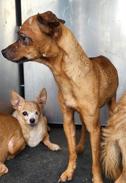 Shelter Stray Male Dog last seen Near BLOCK W SALINAS, 4710 TX-151, San Antonio, TX 78227, USA