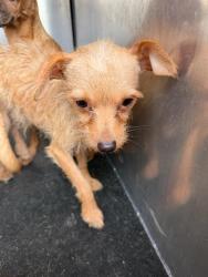 Shelter Stray Male Dog last seen Near BLOCK W SALINAS, 4710 TX-151, San Antonio, TX 78227, USA