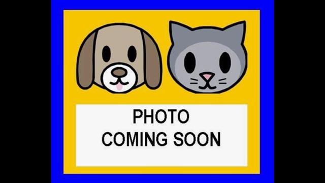 Shelter Stray Male Dog last seen Near BLOCK W SALINAS, 4710 TX-151, San Antonio, TX 78227, USA