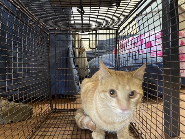 Shelter Stray Unknown Cat last seen , 4000 N Silverbell Rd, Tucson, AZ 85745, USA