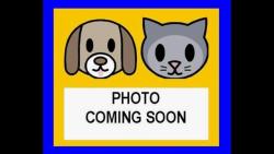 Shelter Stray Female Dog last seen Near BLOCK W SALINAS, 4710 TX-151, San Antonio, TX 78227, USA