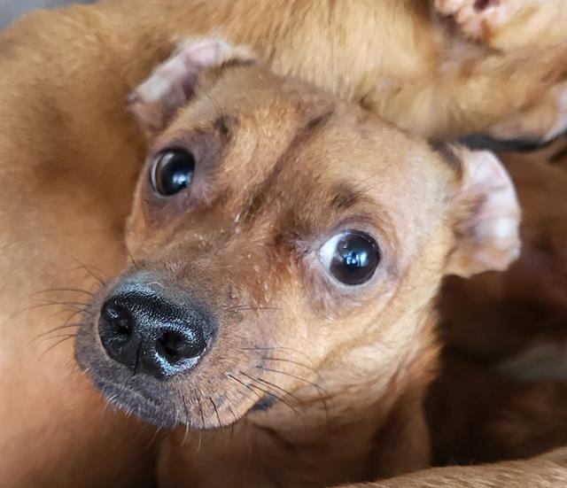 Shelter Stray Male Dog last seen Near BLOCK W SALINAS, 4710 TX-151, San Antonio, TX 78227, USA