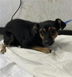 Shelter Stray Female Dog last seen Near BLOCK LAMONA AVE, FRESNO CA 93703, 5277 E Airways Blvd, Fresno, CA 93727, USA