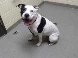 Shelter Stray Male Dog last seen Near BLOCK S HIGH ST, DENVER CO 80209, 1241 W Bayaud Ave, Denver, CO 80223, USA