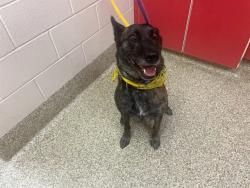 Shelter Stray Female Dog last seen Near BLOCK JANITELL RD, COLORADO SPRINGS, CO 80906, 610 Abbot Ln, Colorado Springs, CO 80905, USA