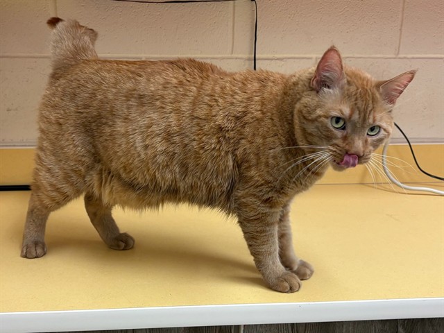 Shelter Stray Male Cat last seen Near BLOCK WESTERN DR, COLORADO SPRINGS CO 80915, 610 Abbot Ln, Colorado Springs, CO 80905, USA