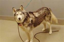 Shelter Stray Female Dog last seen W LAKE MEAD BLVD & N JONES BLVD, 655 N Mojave Rd, Las Vegas, NV 89101, USA