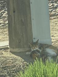 Found/Stray Female Cat last seen Modesto, Modesto, CA 95354