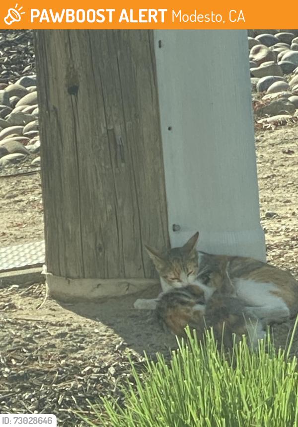 Found/Stray Female Cat last seen Modesto, Modesto, CA 95354