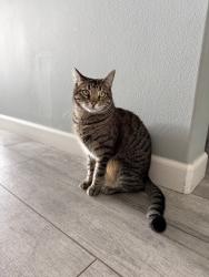 Reunited Male Cat last seen Scenario Drive likely hopped our back fence to the wash, Huntington Beach, CA 92649