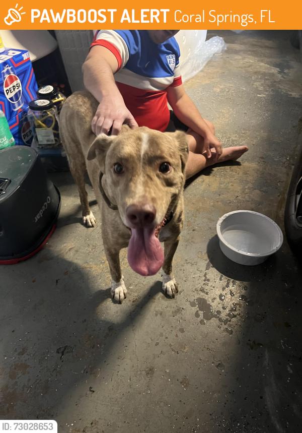 Found/Stray Male Dog last seen Riverside drive, Coral Springs, FL 33065