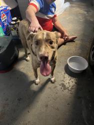 Found/Stray Male Dog last seen Riverside drive, Coral Springs, FL 33065