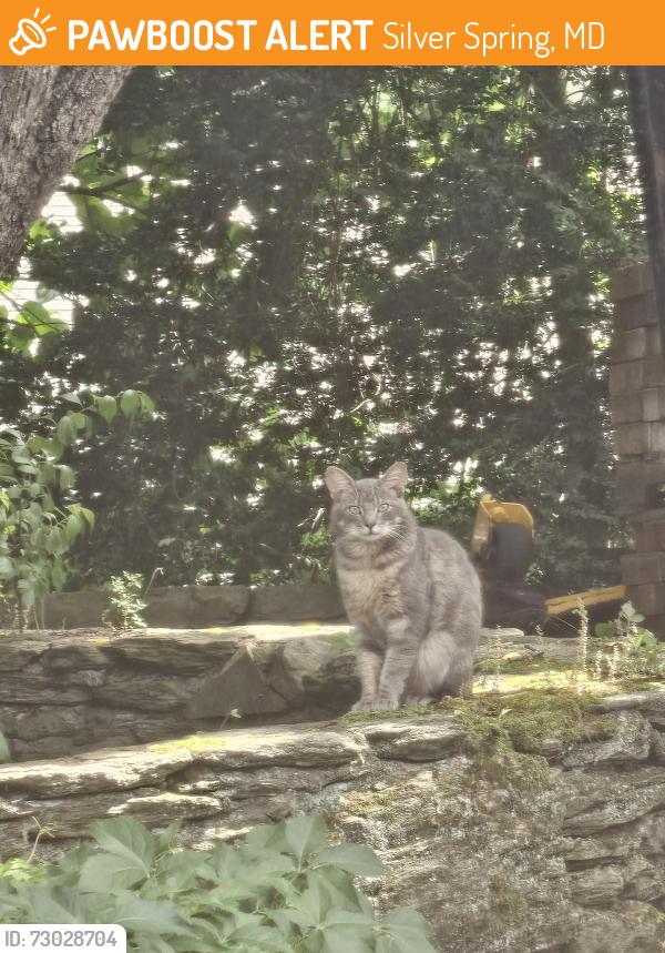 Found/Stray Unknown Cat last seen Near Springloch Rd, Silver Spring, MD, Silver Spring, MD 20904