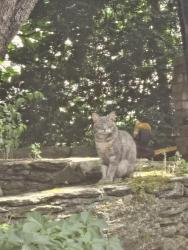 Found/Stray Unknown Cat last seen Near Springloch Rd, Silver Spring, MD, Silver Spring, MD 20904