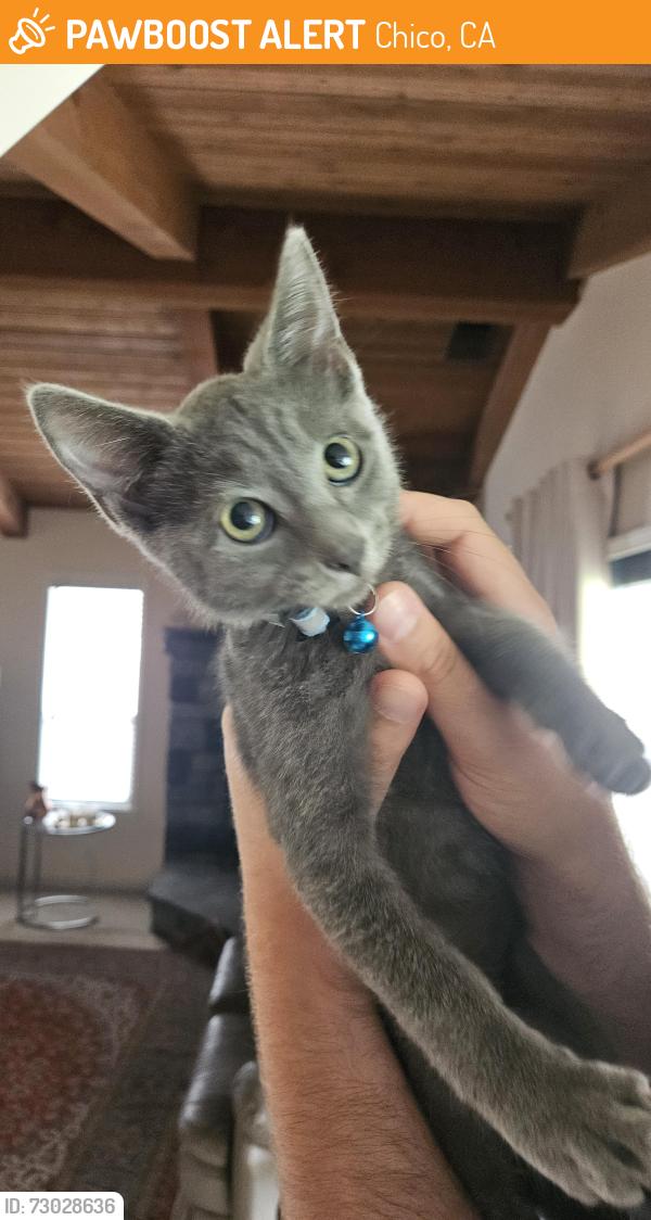Found/Stray Male Cat last seen Alamo/Cussick, Chico, CA 95973