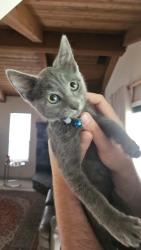 Found/Stray Male Cat last seen Alamo/Cussick, Chico, CA 95973