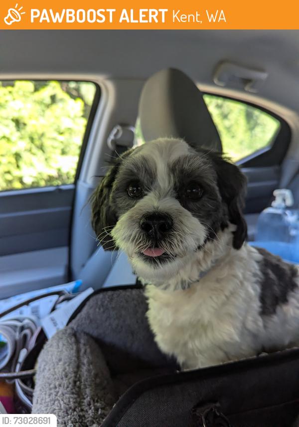 Found/Stray Unknown Dog last seen 116th and 256th, Kent, WA 98035