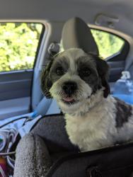 Found/Stray Unknown Dog last seen 116th and 256th, Kent, WA 98035
