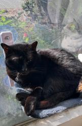 Lost Female Cat last seen Garden Road, Poway, Poway, CA 92064