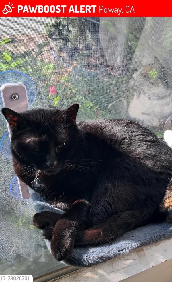 Lost Female Cat last seen Garden Road, Poway, Poway, CA 92064
