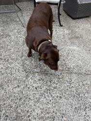 Found/Stray Female Dog last seen Panorama and margaret lane Arcata, Arcata, CA 95521