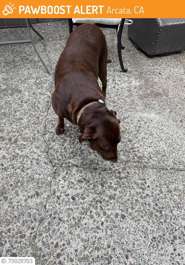 Found/Stray Female Dog last seen Panorama and margaret lane Arcata, Arcata, CA 95521
