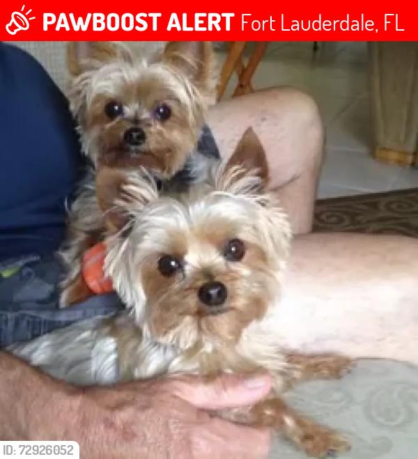 Lost Female Dog last seen Sunrise , Fort Lauderdale, FL 33301