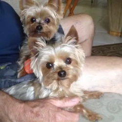 Lost Female Dog last seen Sunrise , Fort Lauderdale, FL 33301