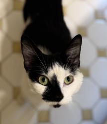 Found/Stray Female Cat last seen Kings mountain road, Collinsville, VA 24078